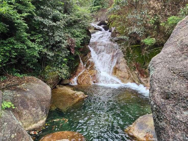 救援受困的老虎